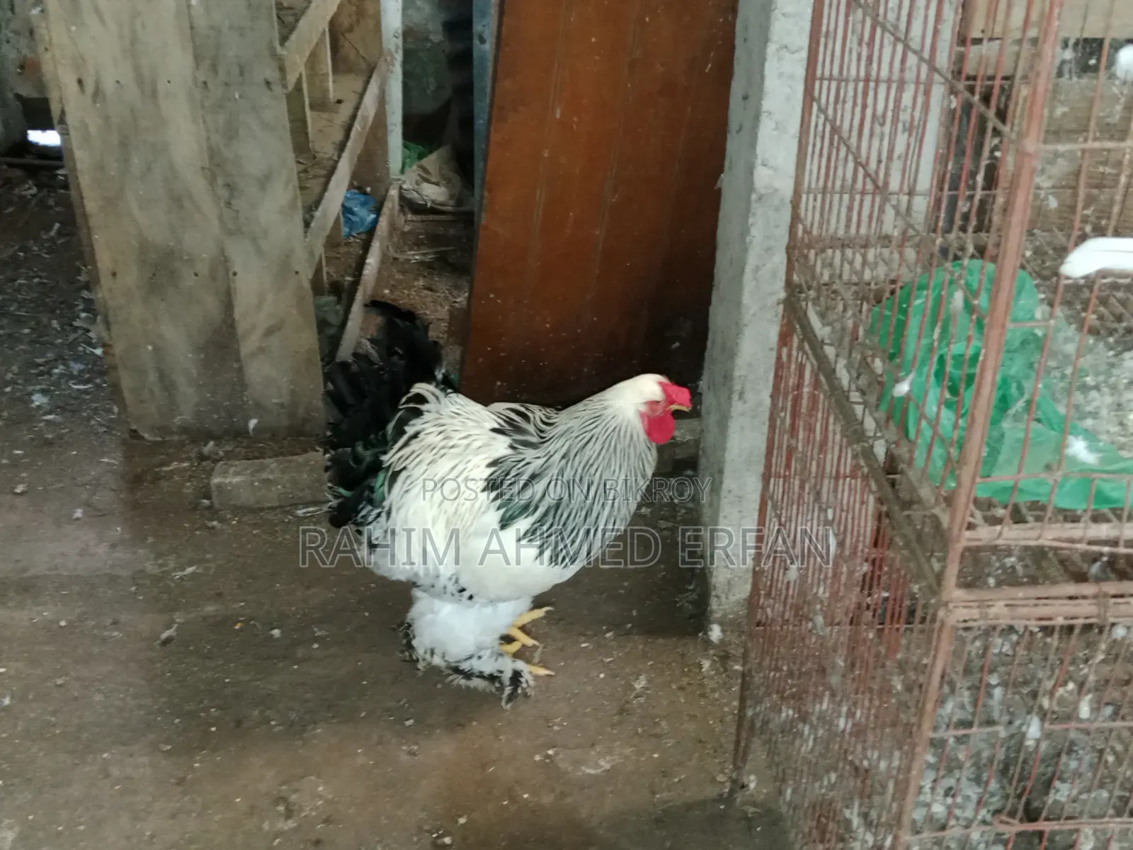 Columbia Light Brahma Chicken