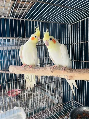 Lutino Cockatiel