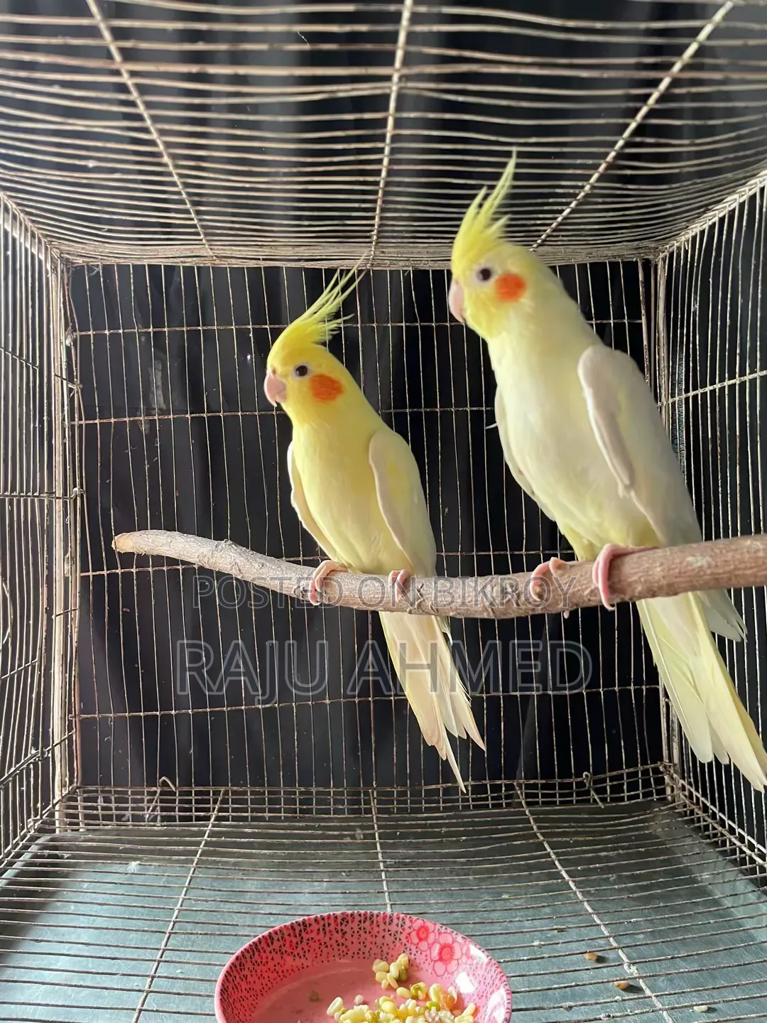 Lutino Cockatiel