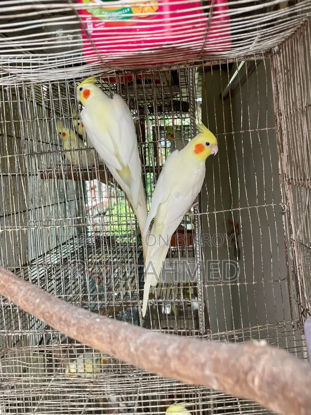 Lutino Cockatiel
