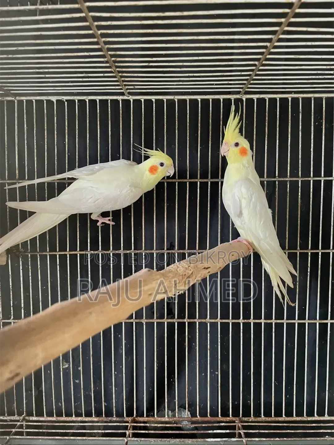 Lutino Cockatiel