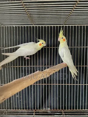 Lutino Cockatiel