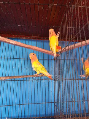 Red Head Lutino Opaline Love Bird