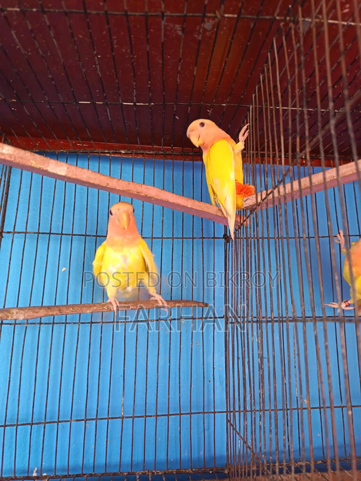 Red Head Lutino Opaline Love Bird