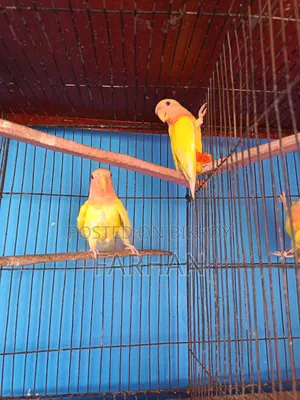 Red Head Lutino Opaline Love Bird
