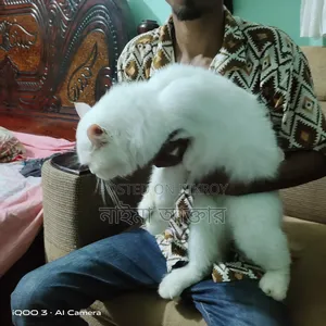 6-12 Months Male Mixed Breed Persian