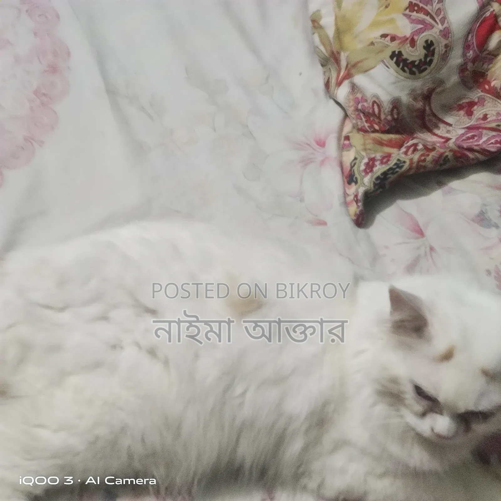 6-12 months Male Mixed Breed Persian Cat