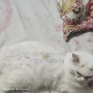 6-12 months Male Mixed Breed Persian Cat