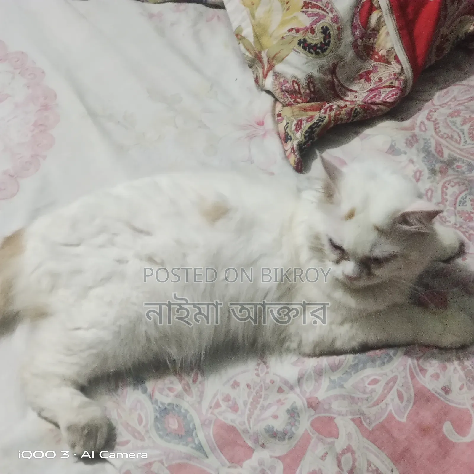 6-12 months Male Mixed Breed Persian Cat