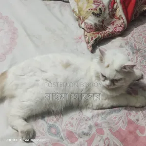 6-12 months Male Mixed Breed Persian Cat