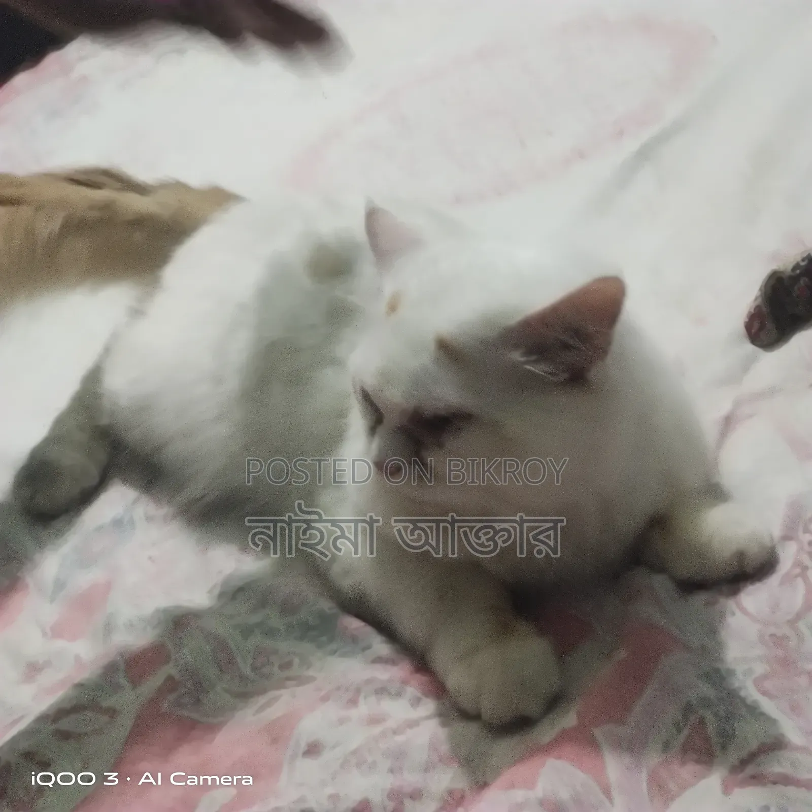 6-12 months Male Mixed Breed Persian Cat