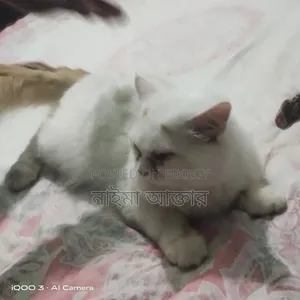 6-12 months Male Mixed Breed Persian Cat