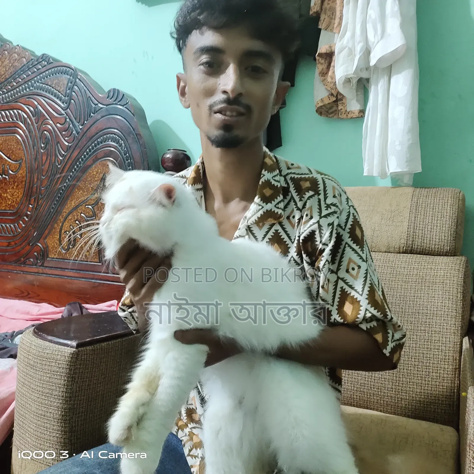 6-12 months Male Mixed Breed Persian Cat