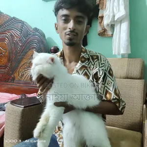 6-12 months Male Mixed Breed Persian Cat