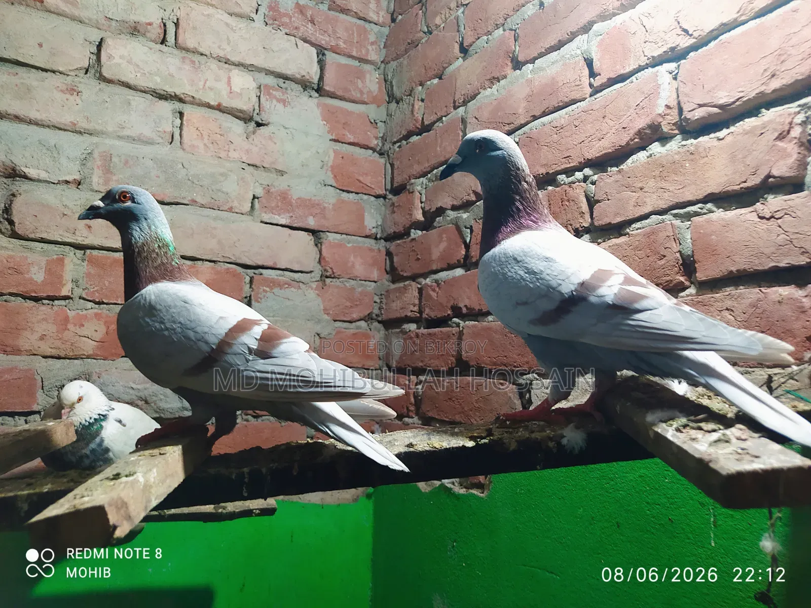 Mili Racer Male Pair