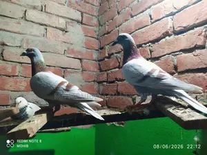 Mili Racer Male Pair