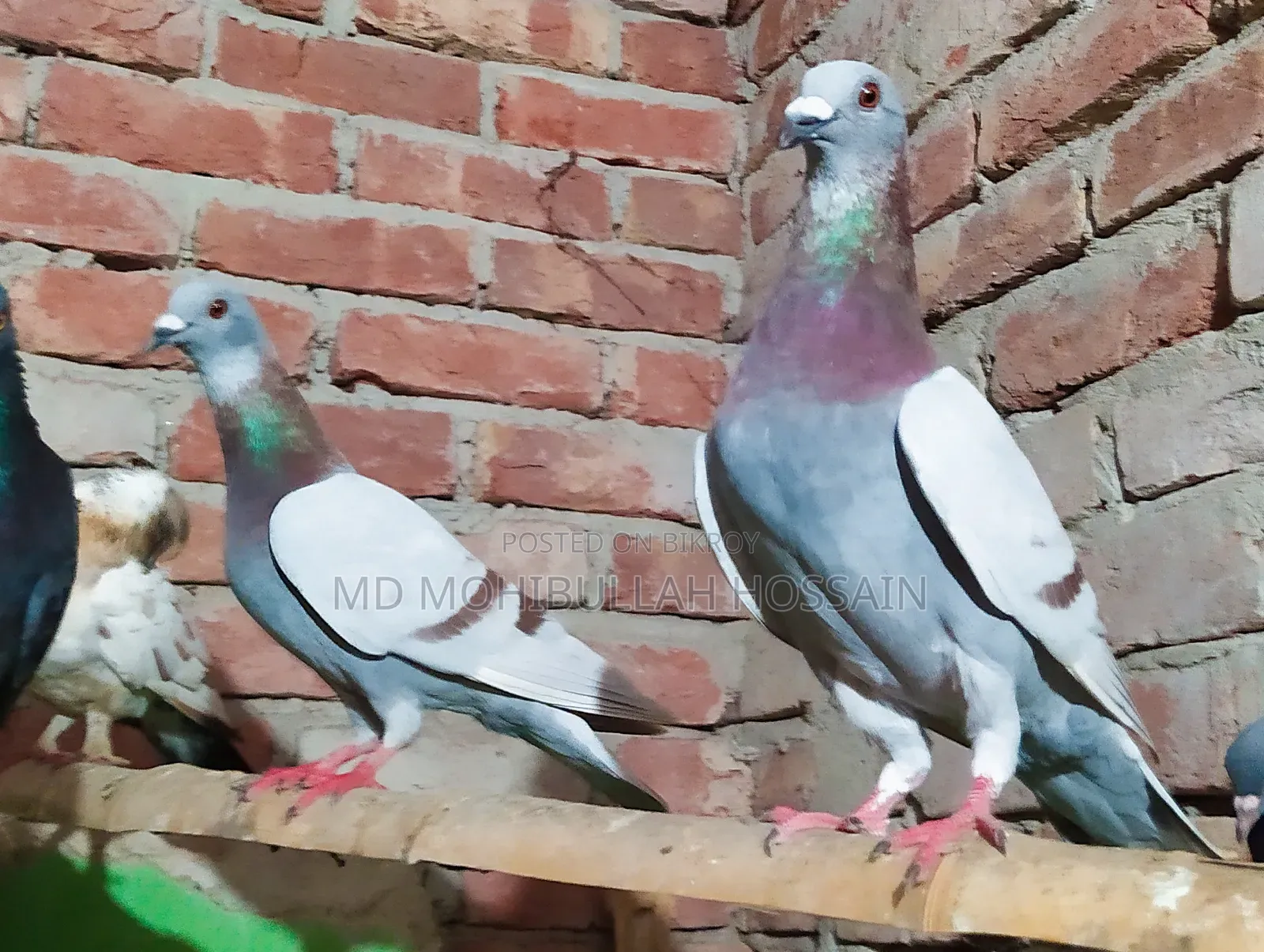 Mili Racer Male Pair