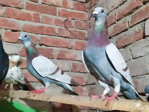 Mili Racer Male Pair