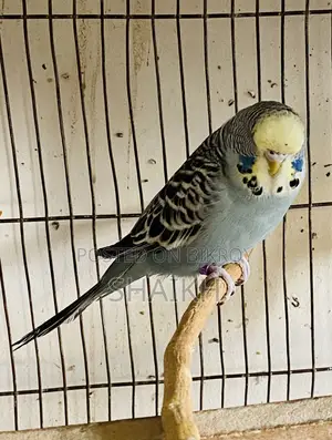English Female