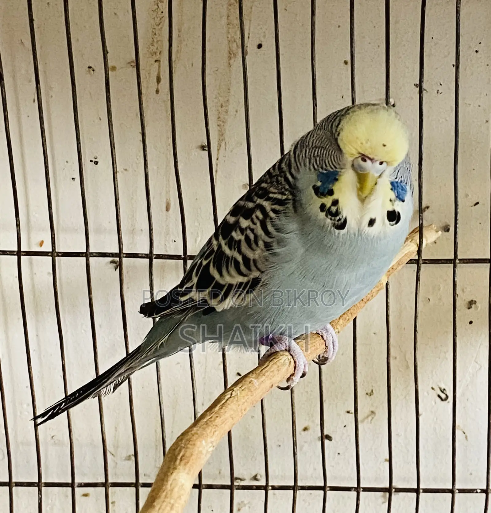 English Female