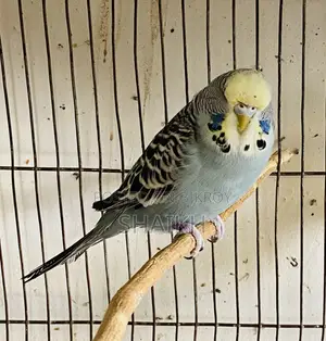 English Female