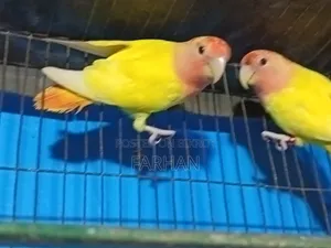 সেমি অ্যাডাল্ট লুটিনো ওপালিন লাভ বার্ড জোড়া