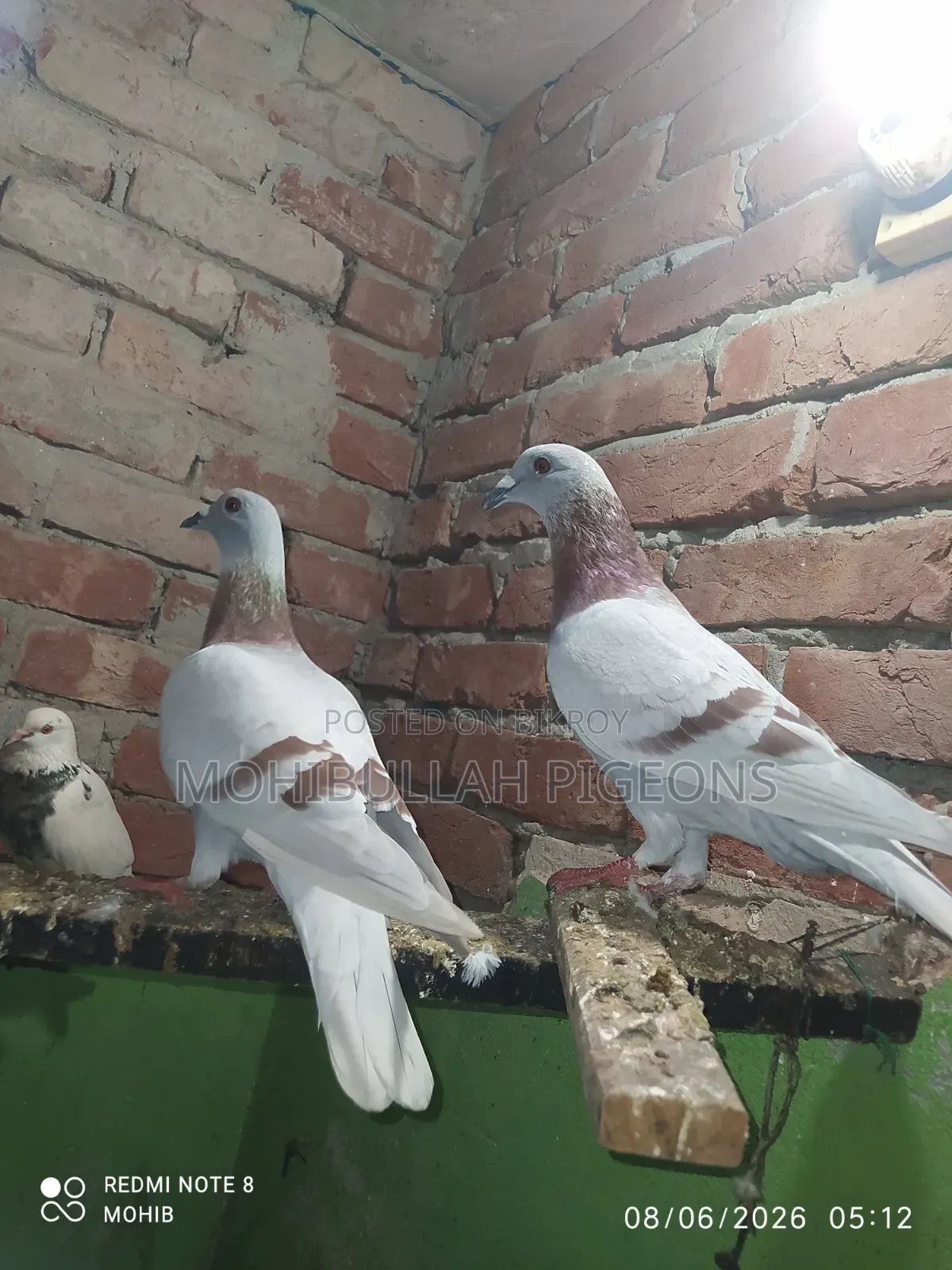 One Pair of Milli Racer Male