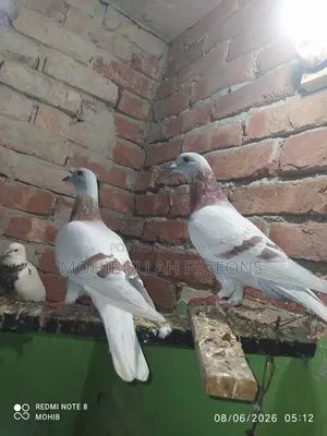 One Pair of Milli Racer Male