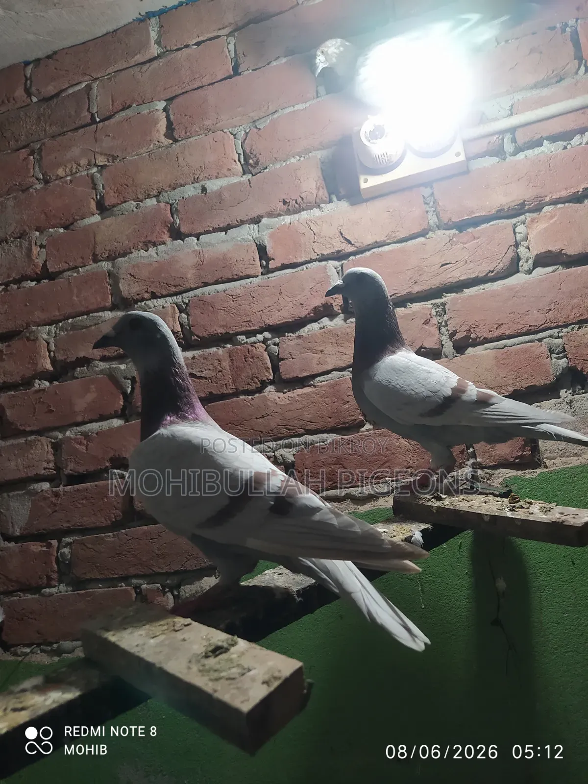 One Pair of Milli Racer Male