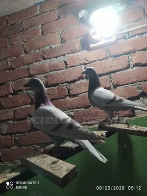 One Pair of Milli Racer Male