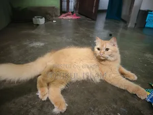 ৬-১২ মাস বয়সী পুরুষ পিওরব্রেড পার্সিয়ান