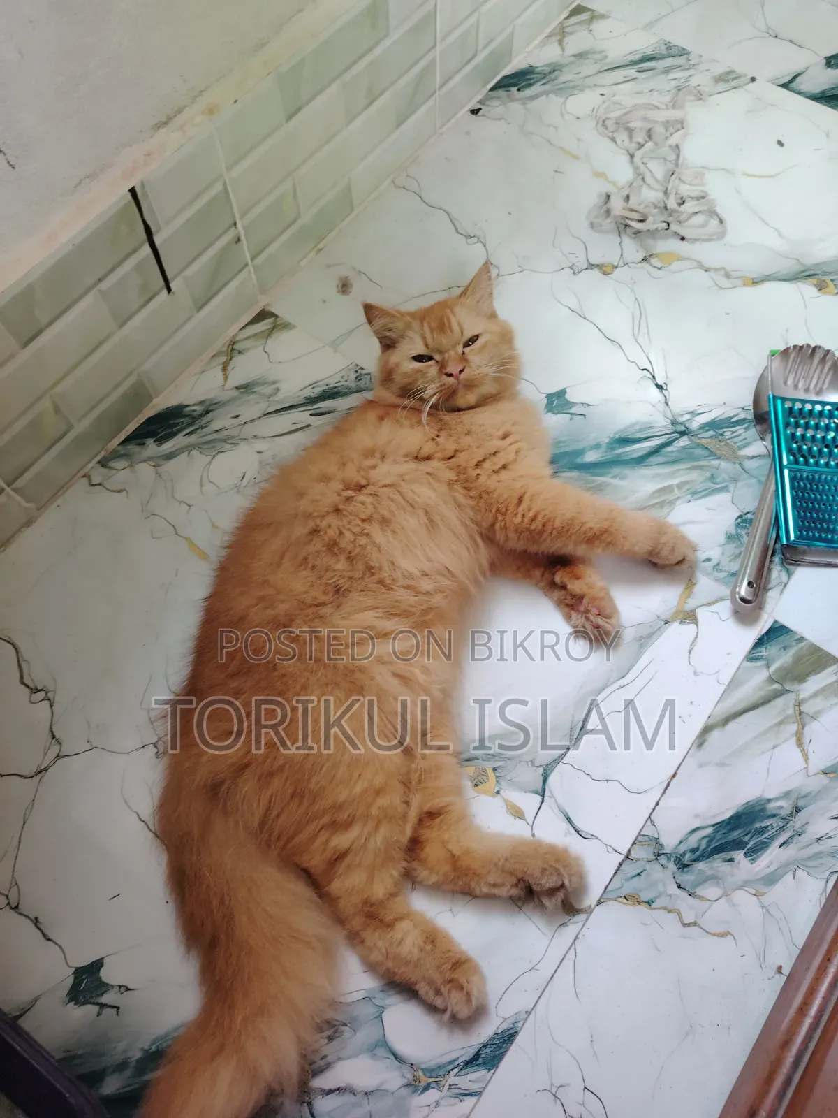 6-12 months Male Purebred Persian