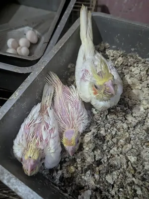 Lutino Cockatiel Baby