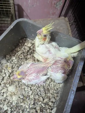Lutino Cockatiel Baby