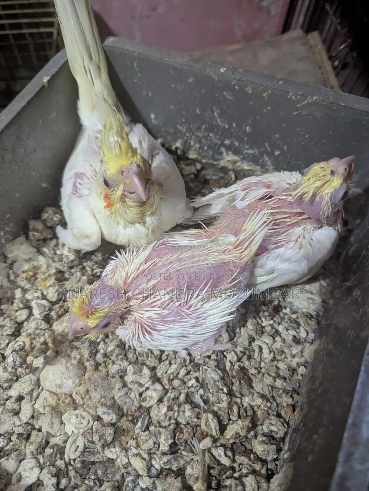 Lutino Cockatiel Baby