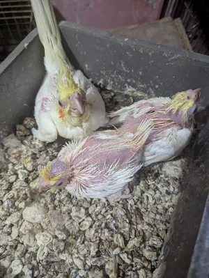 Lutino Cockatiel Baby