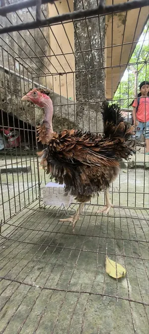 Heja Chicken