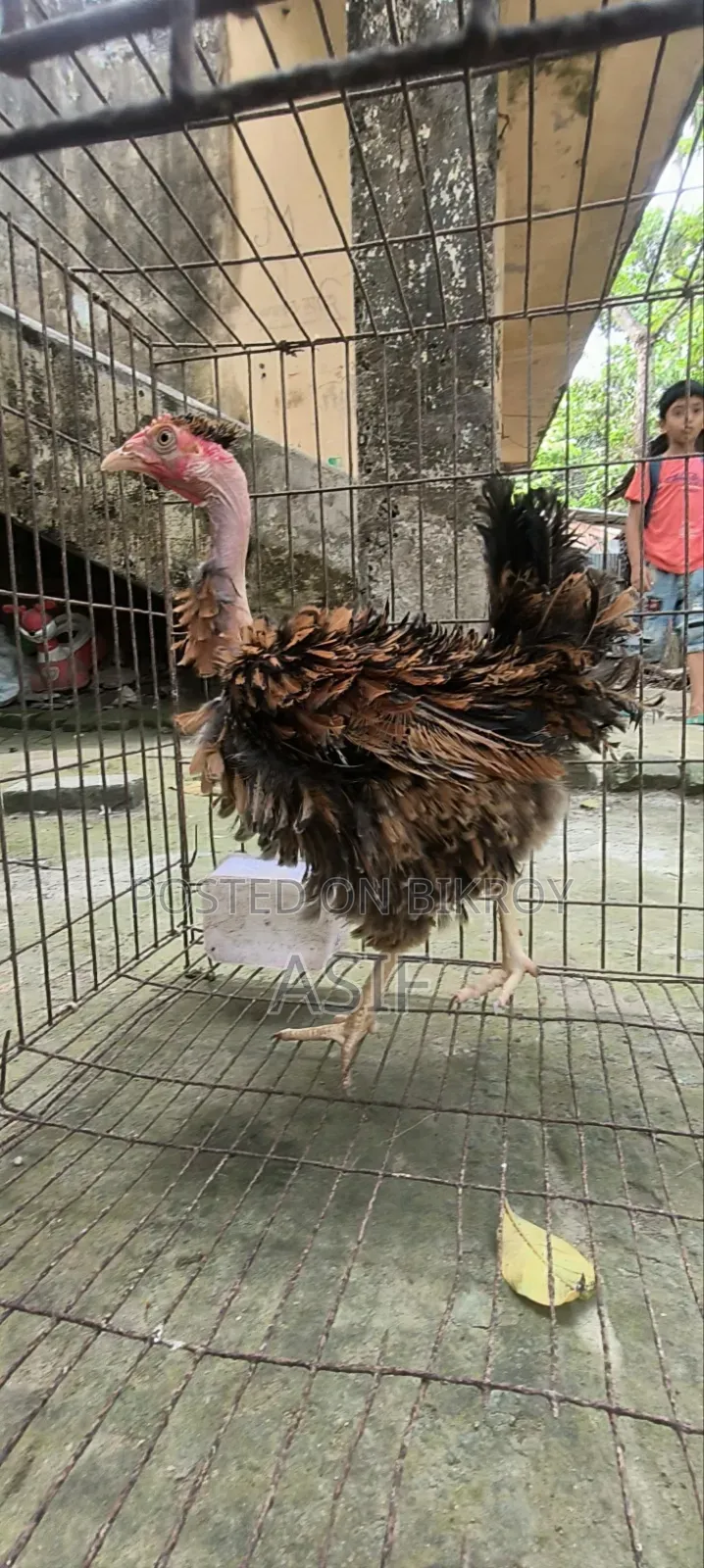 Heja Chicken