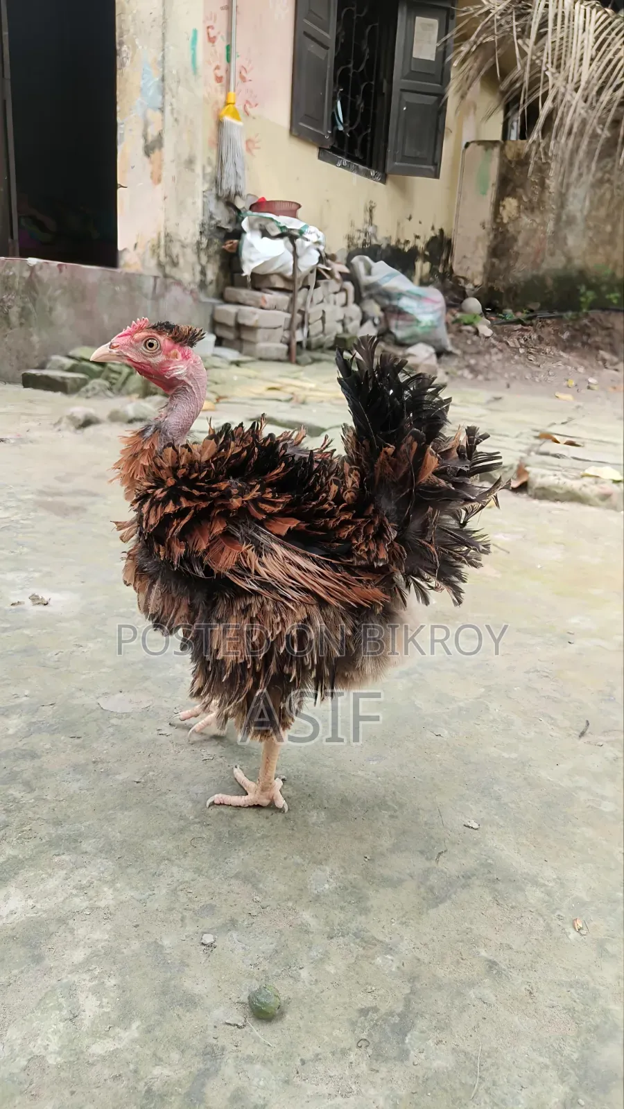 Heja Chicken