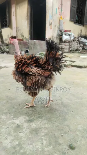 Heja Chicken
