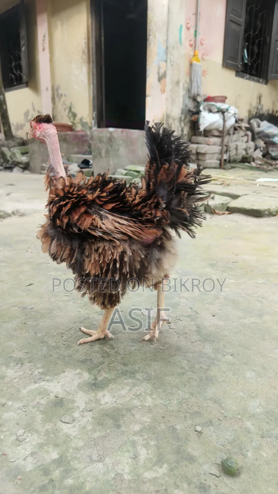Heja Chicken