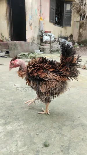 Heja Chicken