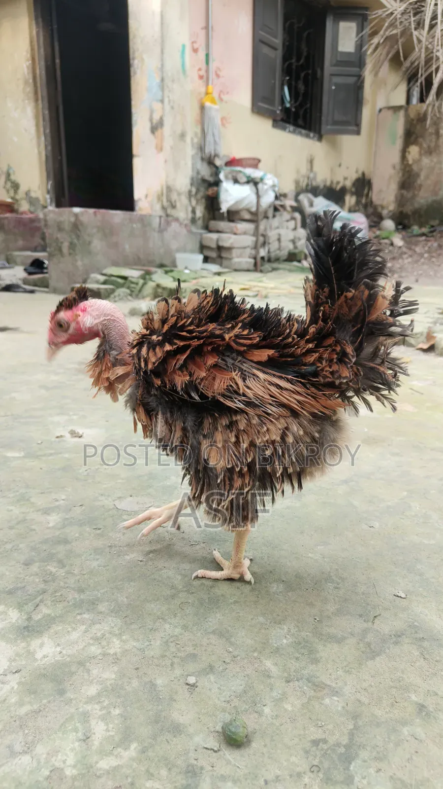 Heja Chicken