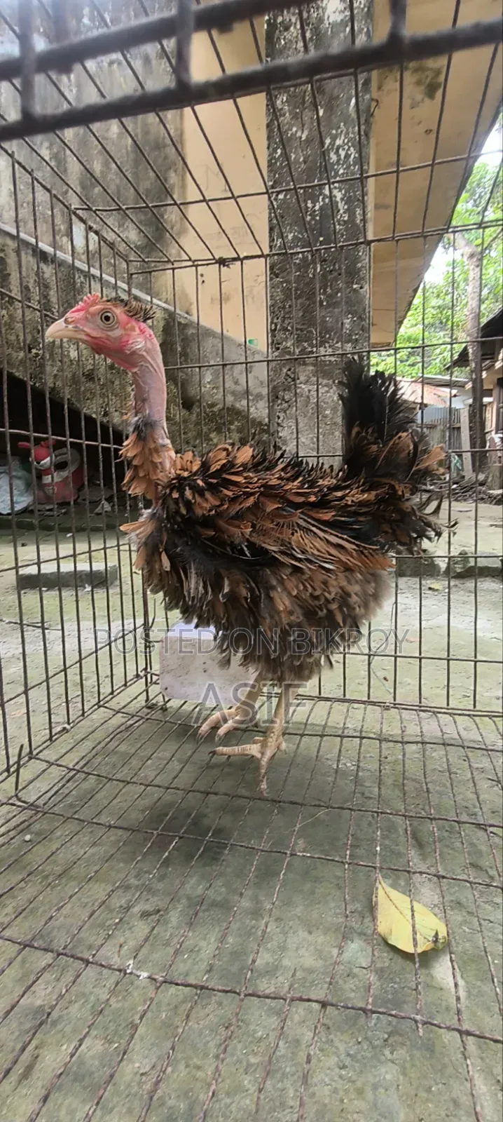 Heja Chicken
