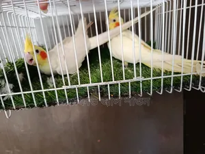 Some running red eye albino and lutino cockatiels for sale