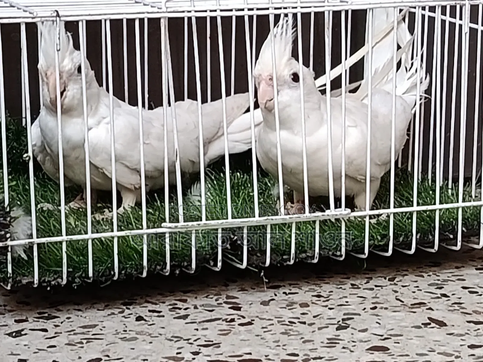 Some running red eye albino and lutino cockatiels for sale