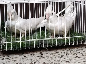 Some running red eye albino and lutino cockatiels for sale
