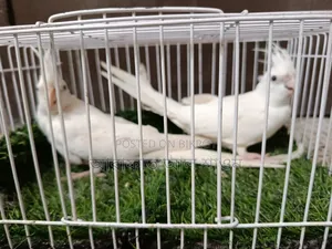 Some running red eye albino and lutino cockatiels for sale