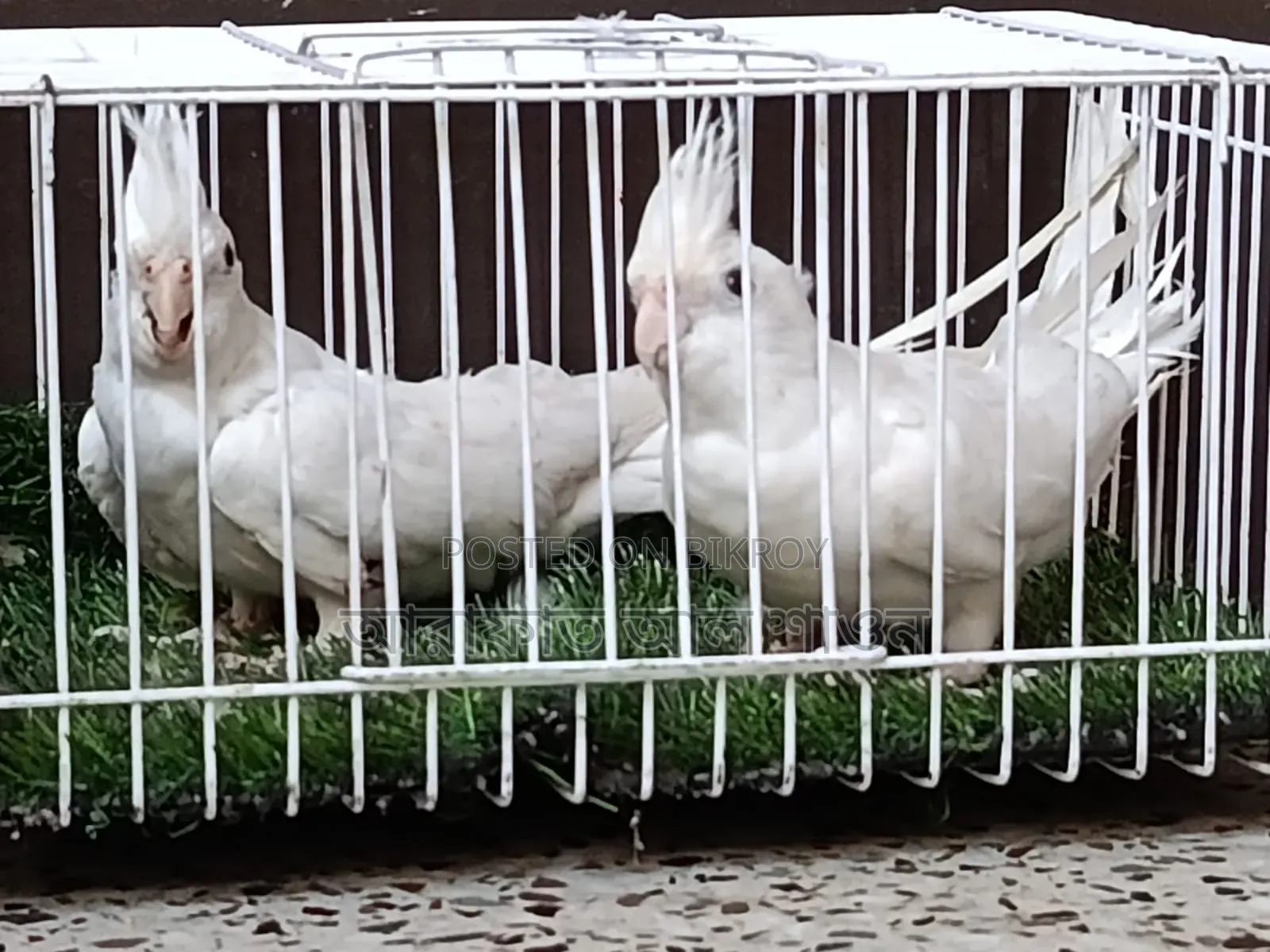Some running red eye albino and lutino cockatiels for sale