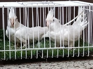 Some running red eye albino and lutino cockatiels for sale